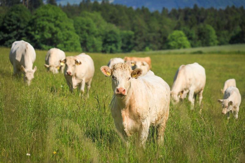 Meglepetés az állattartók körében – Agrotrend

A magyar állattartók számára váratlan esemény zajlott le, amely új kihívások elé állítja őket. Az Agrotrend legfrissebb hírei szerint a szektorban olyan változások következnek be, amelyek alapjaiban formálják