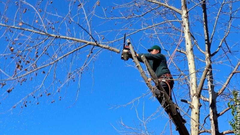 Fák ifjító metszése: Gyakori hibák, amelyeket érdemes elkerülni - Gyümölcsfák gondozása - Szakértő kertész tanácsai

A gyümölcsfák ifjító metszése kulcsfontosságú lépés a fák egészségének megőrzésében és a terméshozam növelésében. Azonban sokan vétenek ap