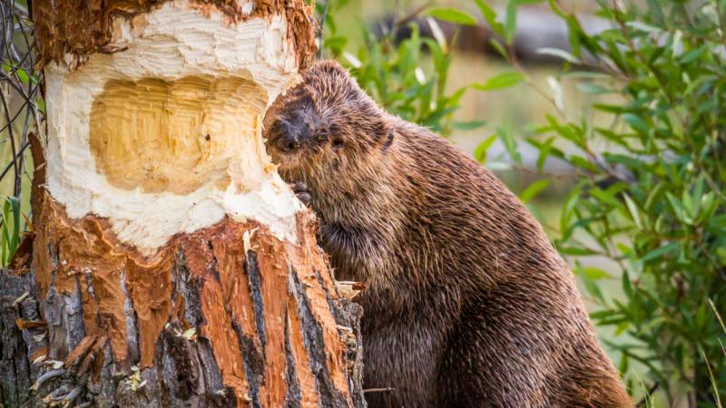 Fantasztikus hír: Európa legnagyobb rágcsálóinak látogatása már ezt a híres túrázóhelyet sem hagyja érintetlenül! + Videó - Pénzcentrum