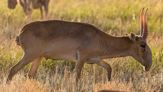A szaratovi parasztok a különös orrú antilopok inváziója miatt kétségbeesve fordultak Putyinhoz.