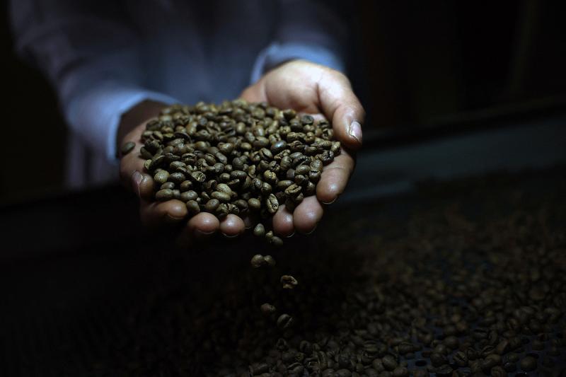 Küzdelmek árnyékában leledzik az arabica, és a robusta is nehézségekkel küszködik; azonban felfedeztek egy titokzatos kávéfajtát, amely talán képes megváltani a világot.
