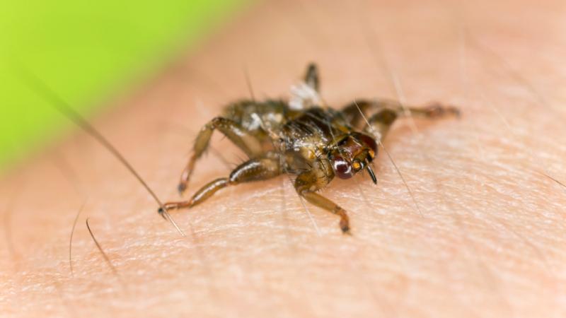 Új típusú repülő kullancsok jelentek meg Magyarország területén: az első példányokat itt azonosították - Pénzcentrum
